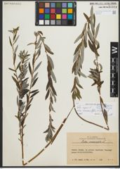 Foto von Salix repens subsp. rosmarinifolia (L.) Andersson